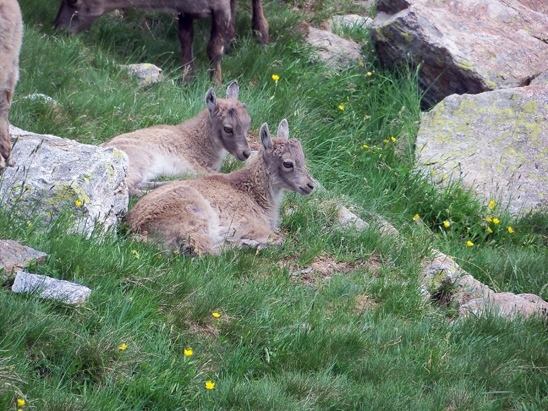 Vallone di Asserdas; Cima Nasta e dintorni