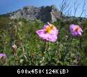 0437-macro fiori con sfondo di Serendippo